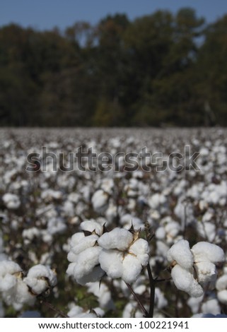 Alabama Cotton Crop 2012/Cotton Bolls Ready For Harvest/Gossypium Cotton Plants