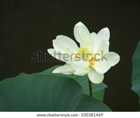 American Native Lotus Bloom/ White Tennessee River Lotus - Nelumbo lutea/Lotus Grow In Colonies Along The Tennessee River In Alabama