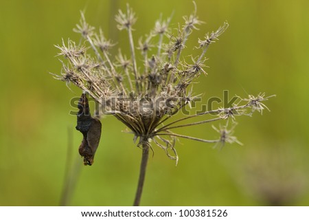 Butterfly Cocoon on Queen Anne\'s Lace Seed-head/Julia Butterfly Chrysalise/Alabama Butterflies Chrysalise