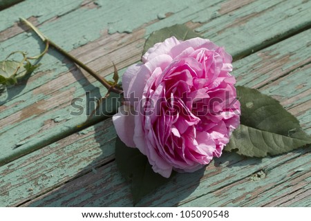 Pretty Pink English Cabbage Rose on Green Peeling Paint Boards/Pretty Pink English Cabbage Rose on Green Peeling Paint/Fallen Pink English Cabbage Rose on Green Peeling Paint Boards