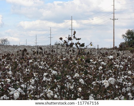 Limestone County Alabama Cotton Plants /Limestone County Alabama Cotton Plants Landscape/Limestone County Alabama Cotton Plants