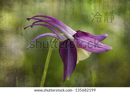 Purple and Yellow Columbine Blossoms with Japanese Serenity/Purple and Yellow Columbine Blossoms with Japanese Serenity Symbol and Grunge Layers/Purple and Yellow Columbine with Japanese Serenity
