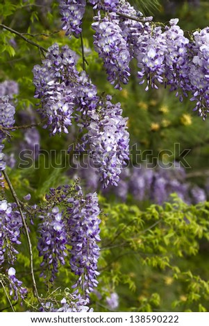 Wisteria sinensis - Natures Purple Drapes/Wisteria sinensis - Natures Purple Drapes/Wisteria sinensis - Natures Purple Drapes