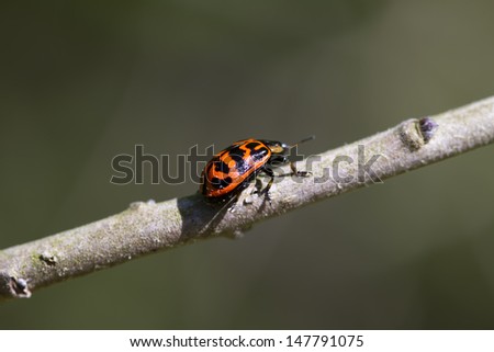 Orange and Black Leaf Bug - Chrysomela - Beetle/Orange and Black Leaf Bug - Chrysomela - Beetle/Orange and Black Leaf Bug - Chrysomela - Beetle