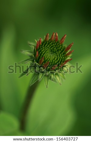 Echinacea Coneflower Bud Opening on Green Background/Echinacea Coneflower Bud Opening on Green Background/Echinacea Coneflower Bud Opening on Green Background