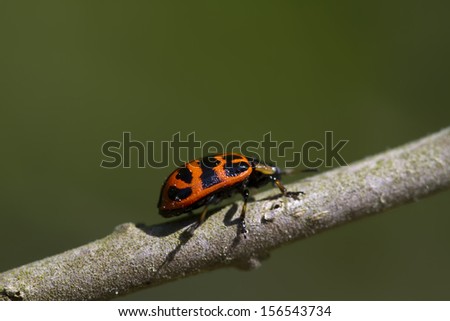 Climbing Orange and Black Leaf Bug - Chrysomela/Climbing Orange and Black Leaf Bug - Chrysomela/Climbing Orange and Black Leaf Bug - Chrysomela