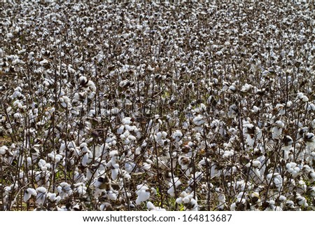Cotton Crop in Limestone County Alabama