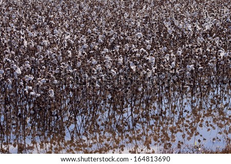 Alabama Cotton Crop in the Field
