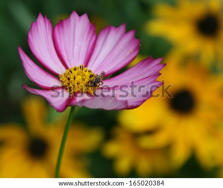 Pink Picotee Cosmos Blossom and Black Eyed Susans/Pink Picotee Cosmos Blossom and Black Eyed Susans/Pink Picotee Cosmos Blossom and Black Eyed Susans