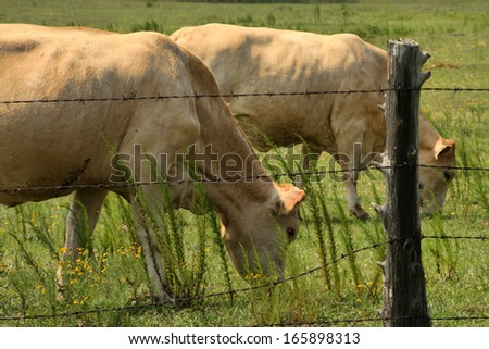 Cows Grazing in Barbed Wire Fenced Field/Cows Grazing in Barbed Wire Fenced Field/Cows Grazing in Barbed Wire Fenced Field