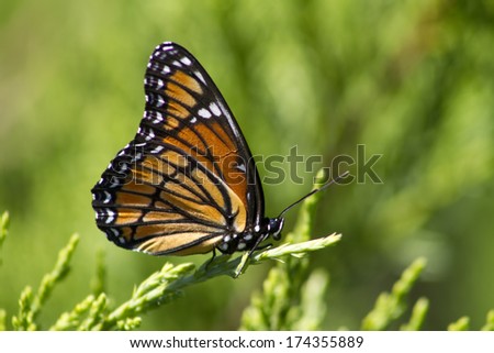 Colorful Monarch Butterfly - Danaus plexippus - On Juniper 4/Colorful Monarch Butterfly - Danaus plexippus - On Juniper 4/Colorful Monarch Butterfly - Danaus plexippus - On Juniper 4