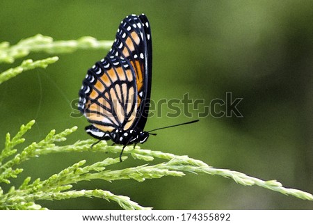 Colorful Monarch Danaus plexippusarch Butterfly   - On Juniper/Colorful Monarch Butterfly - Danaus plexippus - On Juniper/Colorful Monarch Butterfly - Danaus plexippus - On Juniper