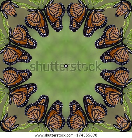 Monarch Butterfly Kaleidoscope - Danaus plexippusarch/Monarch Butterfly Kaleidoscope - Danaus plexippusarch/Monarch Butterfly Kaleidoscope - Danaus plexippusarch
