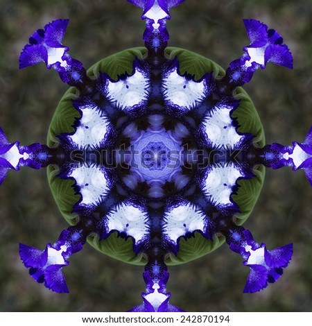 Purple and Blue Tall Bearded Iris Kaleidoscope /Purple and Blue Tall Bearded Iris Kaleidoscope /Purple and Blue Tall Bearded Iris Kaleidoscope