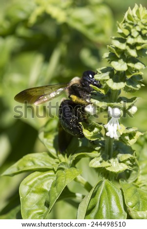 Bumble Bee Pollinating Sweet Basil Blossoms 2 / Bumble Bee Pollinating Sweet Basil Blossoms 2 / Bumble Bee Pollinating Sweet Basil Blossoms 2 /