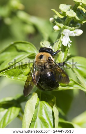 Bumble Bee Pollinating Sweet Basil Blossoms 3 / Bumble Bee Pollinating Sweet Basil Blossoms 3 / Bumble Bee Pollinating Sweet Basil Blossoms 3 /