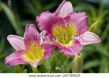 Pink and Yellow Day-lily Blossoms - Hemerocallis 2 / Pink and Yellow Day-lily Blossoms - Hemerocallis 2 / Pink and Yellow Day-lily Blossoms - Hemerocallis 2 /