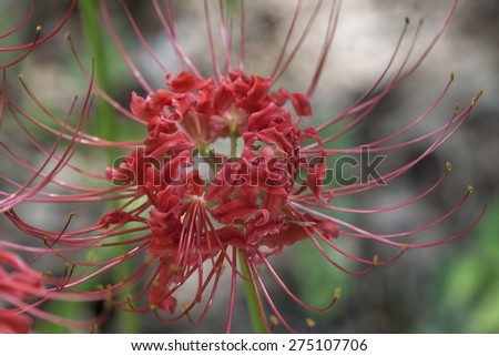 Red Spider Lily Flower / Red Spider Lily Flower / Red Spider Lily Flower /