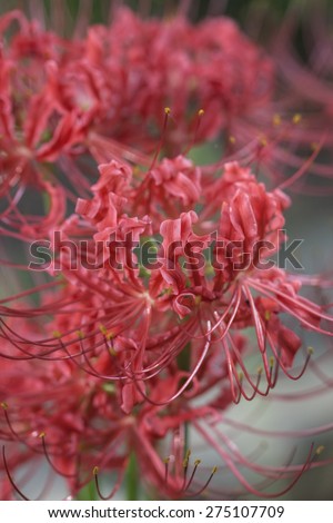 Red Spider Lily Flowers / Red Spider Lily Flowers / Red Spider Lily Flowers /