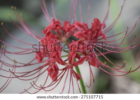 Red Spider Lily Blossom Details / Red Spider Lily Blossom Details / Red Spider Lily Blossom Details /