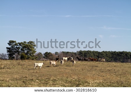 Horses in the Pasture Landscape 2 / Horses in the Pasture Landscape 2 / Horses in the Pasture Landscape 2 /
