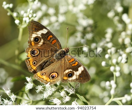 Common Buckeye Butterfly/ Junonia coenia