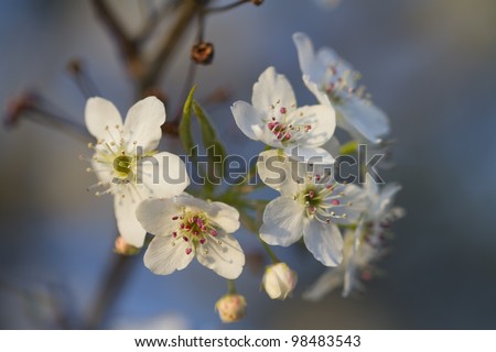 Pyrus Pear Tree