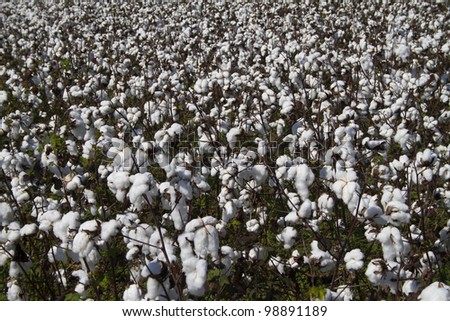 Full Frame Cotton Crop/Cotton - Gossypium