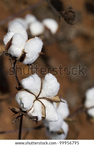 Open Cotton Bolls Ready For Harvest/Cotton Crops - Gossypium/Limestone County Alabama Cotton Crops