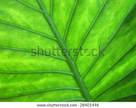 A closeup of the veins of leaf.