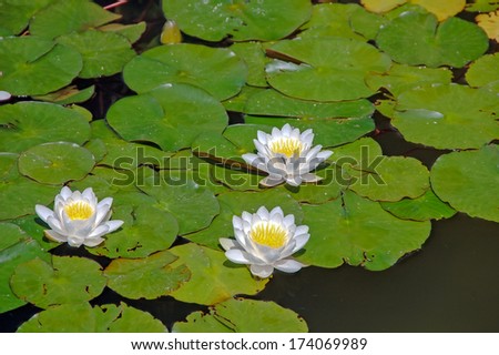 Water lily with green leaves, tiny bug, in water