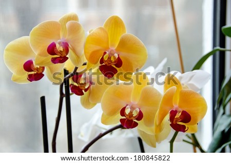 Yellow orchid, Phalaenopsis known as the Moth Orchid, abbreviated Phal.
