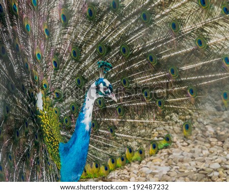 Peacock with colored feathers, close up