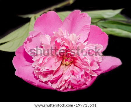Pink-Purple Paeonia peregrina isolated, black background, close up