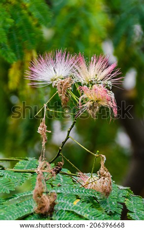 Albizia julibrissin tree flower, Persian silk tree, pink silk tree, close up