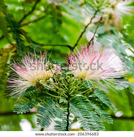Albizia julibrissin tree flower, Persian silk tree, pink silk tree, close up