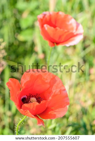 Papaver rhoeas red flower, common names include corn poppy, corn rose, field poppy, Flanders poppy, red poppy, red weed, coquelicot.