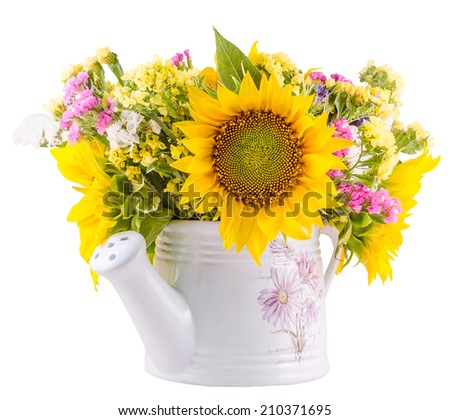 Yellow sunflowers and colored wild flowers in a white sprinkler, watering can, close up, isolated, cutout, white background