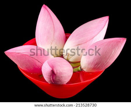 Pink lotus flowers, water lily in a red bowl with water, close up, isolated, black background
