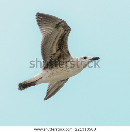 Colored Seagull bird flying in the blue sky, close up