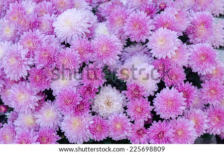 Purple chrysanthemum flowers, close up, texture