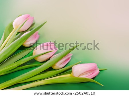 Pink tulips flowers, genus Tulipa, family Liliaceae on blurred green background, pink light, close up.
