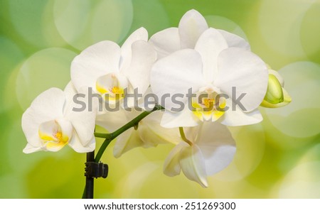 White orchid branch flowers, Orchidaceae, Phalaenopsis known as the Moth Orchid, abbreviated Phal. Green and yellow light background.