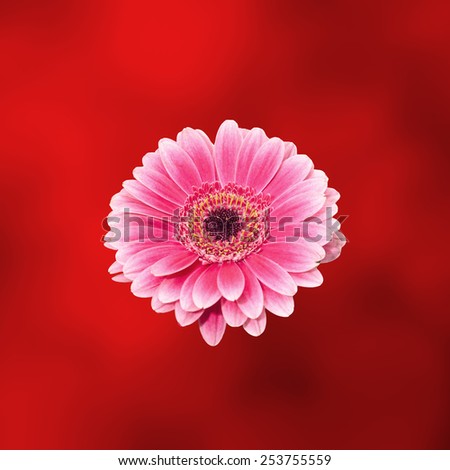 Pink gerbera flower, close up, red degradee background. Daisy family.