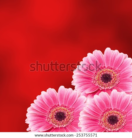 Pink gerbera flowers, close up, red degradee background. Daisy family.