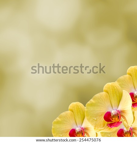 Yellow orchid  flowers, Orchidaceae, Phalaenopsis known as the Moth Orchid, abbreviated Phal. Yellow light bokeh background.