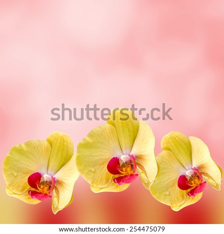 Yellow orchid  flowers, Orchidaceae, Phalaenopsis known as the Moth Orchid, abbreviated Phal. Red light bokeh background.