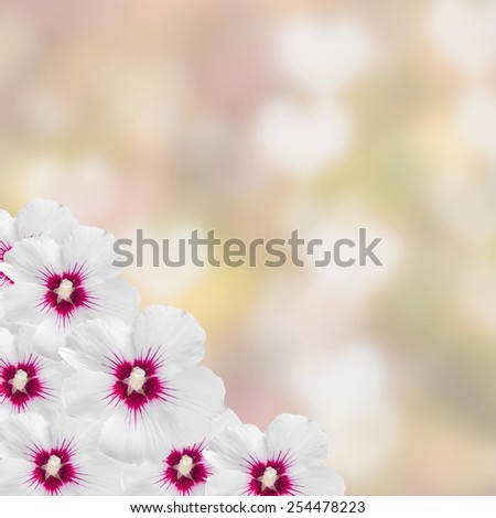 White hibiscus flowers, Hibiscus rosa-sinensis, hibiscus chinese, known as rose mallow, hearts texture background, close up