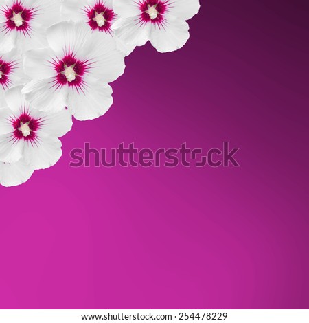 White hibiscus flowers, Hibiscus rosa-sinensis, hibiscus chinese, known as rose mallow, mauve texture background, close up