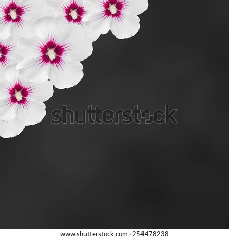 White hibiscus flowers, Hibiscus rosa-sinensis, hibiscus chinese, known as rose mallow, black texture background, close up